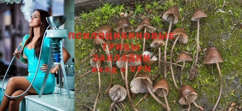 сколько стоит  Пермь  Псилоцибиновые грибы MAGIC MUSHROOMS 